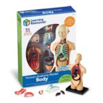 Learning Resources Anatomy Model Human Body, Ages 8, 31-Piece Multicoloured Educational Science Model, Hands-On Learning for Kids
