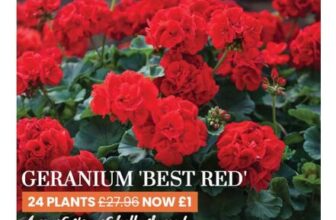 24 Geranium Best Red Plug Plants NOW £1