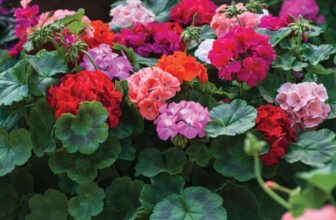 24 X Geranium Jackpot Mixed F1 Hybrid Plug Plants