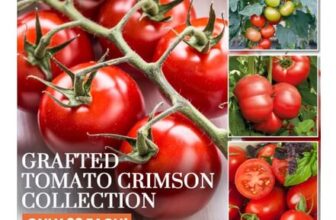 4 Grafted Tomato Plants ONLY £3 Each With Free Delivery