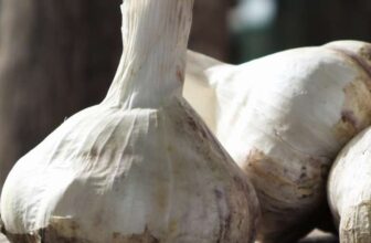 All Onion, Shallot and Garlic Packs – with code