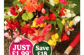 Begonia Trail Blazer