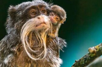 Five Sisters Zoo – Family Pass (Edinburgh)