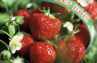 Grow your own Strawberry Mara des Bois –