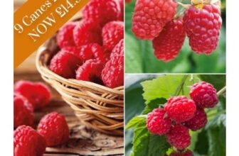 Save 50% On The Heavy Cropping Raspberry Full Season Collection