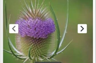 Teasel – Seeds Dipsacus fullonum Dipsacus sylvestris
