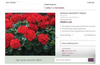 24 X Geranium Best Red F1 Hybrid