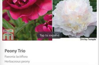 3 x peony