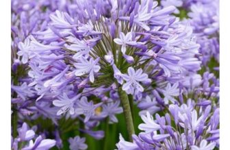 Agapanthus Dokter Brouwer Set of 3 Loose Root