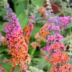 Buddleja Bicolour – Butterfly Bush Buddleia Weyeriana Bicolor