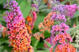 Buddleja Bicolour – Butterfly Bush Buddleia Weyeriana Bicolor