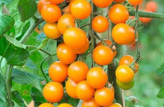 Cherry Tomato Sungold SuperSweet Plant x 12 – With Code