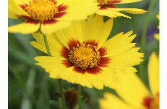 Coreopsis Sunkiss 9cm/1.5L