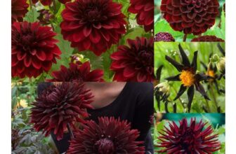 Dahlia Black Flowered Collection Set of 5