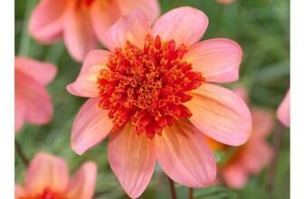 Dahlia Totally Tangerine
