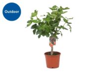 Fig Tree