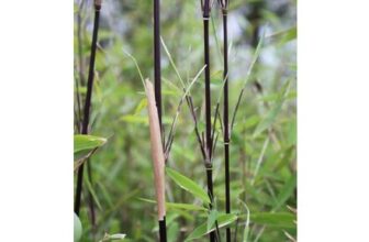 Fountain Bamboo Fargesia Black Pearl 2L