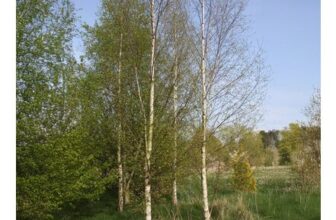Frank P Matthews Trees Betula Alba Pendula Tree in Pot 12L