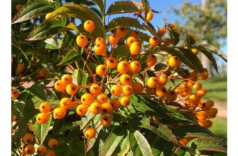 Frank P Matthews Trees Sorbus Autumn Spire Flanrock Tree in Pot 12L