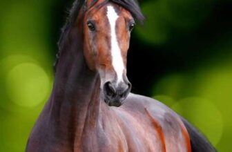 Keeping the Peace: Book 1 of the utterly engrossing equestrian romance Aspen Valley series – kindle edition