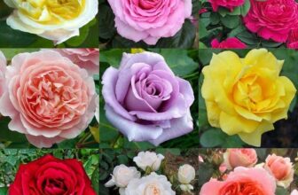 Luxury Garden Roses – Premier Collection – Pack of Six Assorted Bush Roses