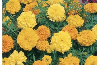 Marigold (African) Crackerjack Mixed Flower Seeds (250 seeds) – 3 for 2