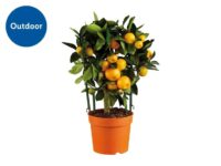 Mediterranean Citrus Plant