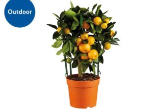 Mediterranean Citrus Plant