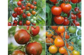 Nurserymans Choice Tomatoes 5 Postiplug Plants – With code
