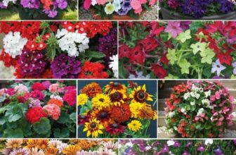 Summer Bumper Garden Collection Free shipping with code