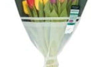 Waitrose Harlequin Tulip Bouqueteach