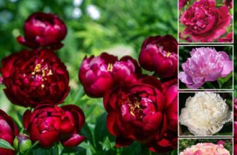 mix & match bare root peonies – limited time offer with code
