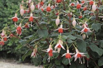 Fuchsia Mandarin Cream 5 Large Plug Plants