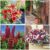 £10 Off A £20 Spend across entire range of plants, bulbs, seeds and gardening equipment With Code