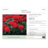 24 X Geranium Best Red F1 Hybrid