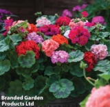 24 X Geranium Jackpot Mixed F1 Hybrid Plug Plants