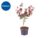 Acer Tree – More commonly known as Japanese Maple Trees in 19cm Pot – Height: 50cm to 60cm