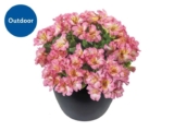 Alstroemeria in 19cm Pot – Height: 35cm to 45cm
