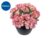 Alstroemeria in 19cm Pot – Height: 35cm to 45cm