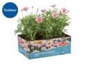 Assorted Bedding Plants – 6 Pack – Choose from Impatiens, Dahlietta and Marguerite Daisy