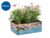 Assorted Bedding Plants – 6 Pack – Choose from Impatiens, Dahlietta and Marguerite Daisy