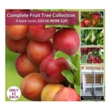 Bare Root Orchard Collection