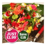 Begonia Trail Blazer