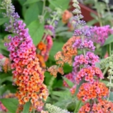 Buddleja Bicolour – Butterfly Bush Buddleia Weyeriana Bicolor