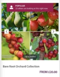 Complete 4 bare root fruit tree collection (plum,apple,pear, cherry) W/Code