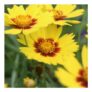 Coreopsis Sunkiss 9cm/1.5L