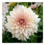 Dahlia Cafe Au Lait