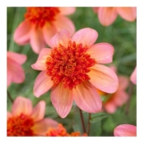 Dahlia Totally Tangerine