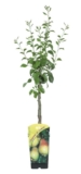Dwarf Fruit Tree – Choose from a wide variety including Apple, Pear, Plum & Cherry