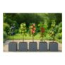 Dwarf Patio Fruit Trees: Apple, Pear, Plum and Cherry (100cm)